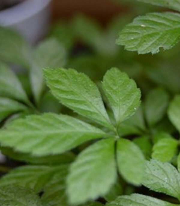 Jiaogulan (lat. Gynostemma pentaphyllum) bylinkový čaj – Obrázok 4